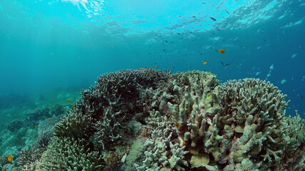 Tropical Fishes on Coral Reef, underwater scene. Philippines.