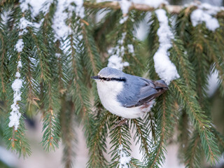 Eurasian nuthatch or wood nuthatch, lat. Sitta europaea, sitting on the fir branch with snow in winter forest