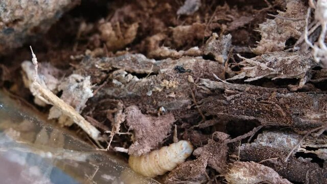 Known as Butod locally, Sago Grub or Sago Worm is a delicacy, as well as the most exotic food of Sabah.