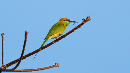 Bird Green Bee-Eater perched on a branch, it is feeding on bees.