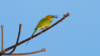 Bird Green Bee-Eater perched on a branch, it is feeding on bees.