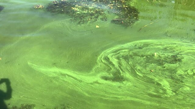 View on very dirty Ukrainian river Dnipro in center of Dnepropetrovsk city covered by cyanobacterias as a result of phytoplankton evolution in hot season