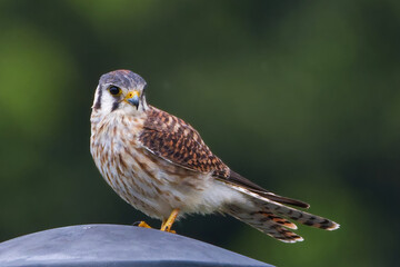 American Kestrel - World's smallest falcon