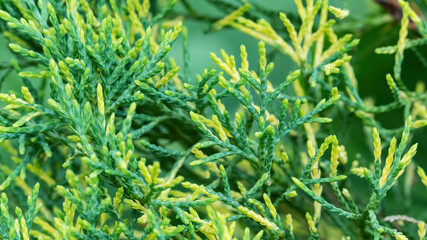 Blue And Gold juniper twigs macro photo in high resolution. Close-up of variegated juniper needles....