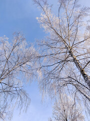 Fototapeta na wymiar Snow covered plants and tree branches. Winter rural natural landscape.