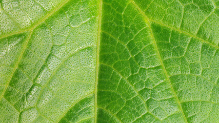 Green leaf with large veins macro photography. Plant leaf structure close up with copy space. The concept of using environmentally natural and organic cosmetics.