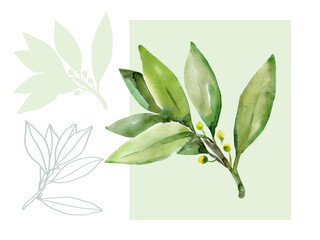 Pattern Tree laurel.Watercolor illustration.Image on white and colored background.