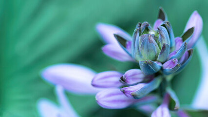 Fototapeta premium Unusual flower hostsa close-up macro photography. Blue-green inflorescence of hosta photo with copy space. Unusual blue flower for wallpaper or screensaver.