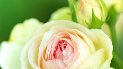 Eden rose flower macro photography. White and pink rose on a blurred green background holiday card Happy Mother's Day.