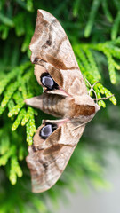 Shaggy moth with eyes sits on thuja branches macro photography. A hairy night moth is hiding in the garden thickets close-up. A rendered image of a butterfly, its wings and pollen.