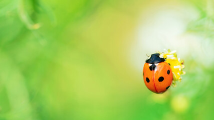 Seven-spotted ladybug sits on a chamomile flower macro photography. Red ladybug close-up on a green blurred background. Environmental protection concept. Organic farming and gardening concept. © nieriss