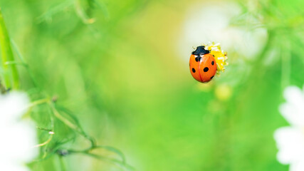 Ladybug sits on a chamomile flower against the backdrop of a greens macro photography. Red seven-spotted ladybug close-up with copy space. Environmental protection concept. Organic farming concept.