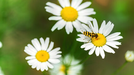 Fototapeta na wymiar Fly hoverfly macro photography. A hoverfly sits on a chamomile flower. White flowers on a flower bed close-up with copy space.