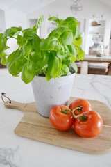 Tomatoes and Basil plant