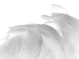 Beautiful abstract black feathers on white background and soft white feather texture on white texture pattern, dark theme wallpaper, gray feather background, gray banners, white gradient