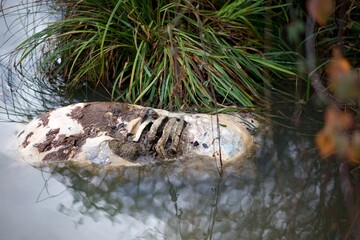 Cadavre de vache en décomposition dans un ruisseau donnant sur le village des Bordes sur Arize en...