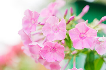 Obraz premium Garden phlox (Phlox paniculata). Blooming branches of phlox in the garden on a sunny day. Soft blurred selective focus. Spring floral background. 