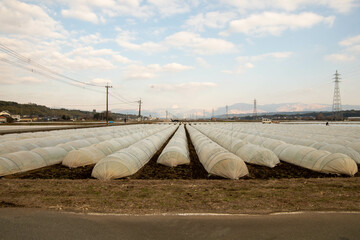 熊本の光の森近くの公園 バスケットコート