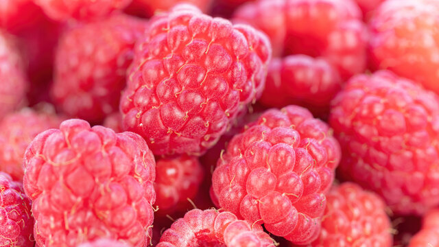 Raspberry macro photography. Detailed raspberry berries for pink fruit background with copy space in high resolution. Juicy ripe wildberries for photo wallpaper, screen saver.
