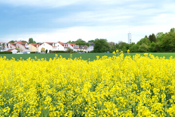 yellow rapeseed field, village, houses, suburb, real estate, summer, natural, environmental concept, vegetable oil production stage for products, machines, mechanisms, postcards, wallpapers