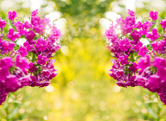 Garden phlox (Phlox paniculata). Blooming branches of phlox in the garden on a sunny day. Soft blurred selective focus. Spring floral background.	