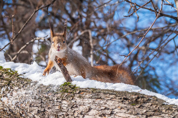 Squirrel in winter sits on a tree trunk with snow
