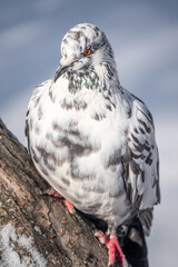 White and grey pigeon sitting on a branch.