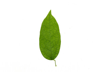 Yanang leaves