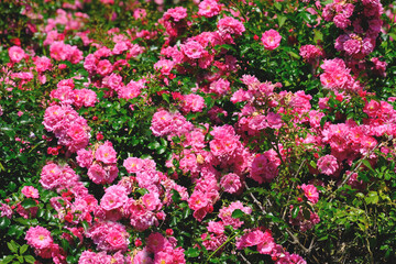 beautiful pink roses in the foreground in front of a highway, cars are passing along the street, bright sunlight