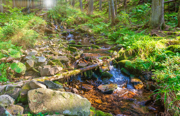 Fototapeta na wymiar Water stream in green forest