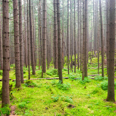 Green forest with mist