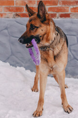 beautiful German Shepherd girl plays with a purple puller toy. A playful dog with a toy in his teeth against the background of white snow. 