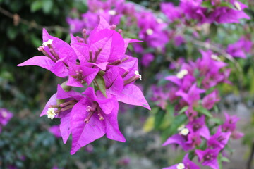 flowers in the garden
