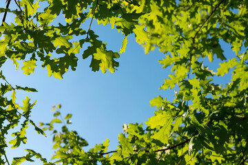 Branch of young solar green oak leaf on a background of blue sky. Spring landscape. Selective focus.