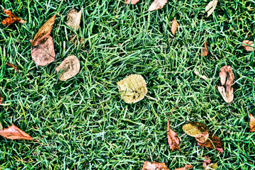 Autumn leaves on the ground 1