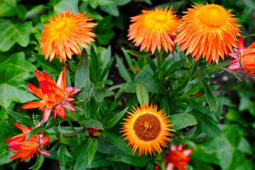 Xerochrysum bracteatum, yellow and orange flowers, beautiful dried flower plant for compositions,...