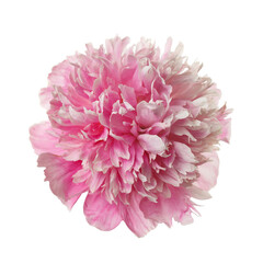 Pink peony flower  isolated on white background.