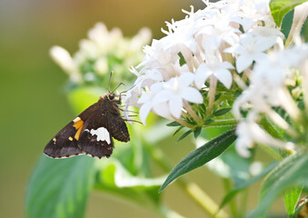 Skipper Butterfly on White Flowers