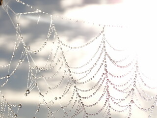 Cobweb in the wild nature under soft sunrise light