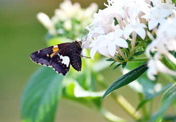 Skipper Butterfly on White Flowers