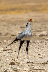 Secretary Bird in the Kgalagadi