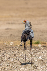 Secretary Bird in the Kgalagadi