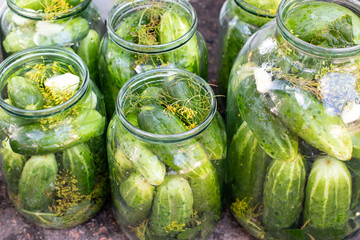 Canned cucumbers, pickled cucumbers. Glass jar with pickled cucumbers in the garden. Canning of fresh homemade cucumbers. Selective focus.