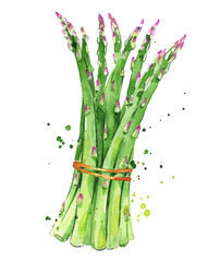 Asparagus watercolor illustration - 480015288