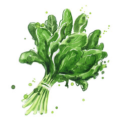 Spinach watercolor illustration - 480015441