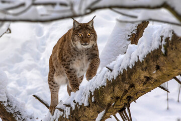 Luchs im Winter
