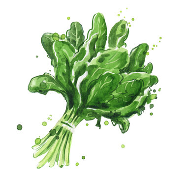 Spinach watercolor illustration