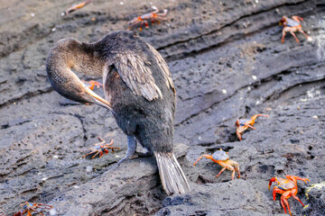 A Flightless Cormorantat clearly showing its stunted and useless wings - Elizabeth Bay, isabela...