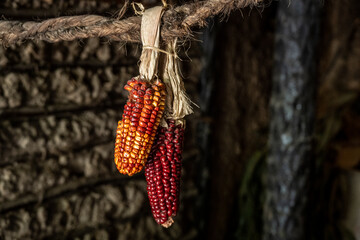 still life with vegetables and corn cobs in the national hut of the Indians of Ecuador 