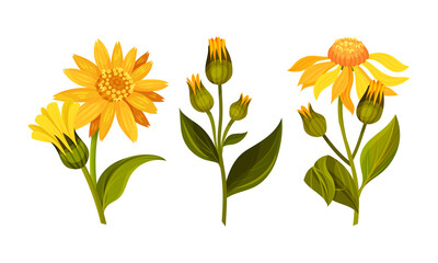 Set of blooming Jerusalem artichoke flowers. Sunroot, sunchoke or topinambour plant cartoon vector illustration